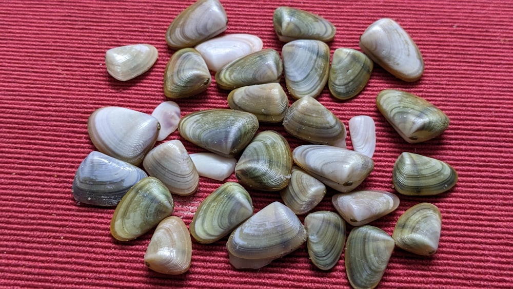 a pile of shells sitting on top of a red mat