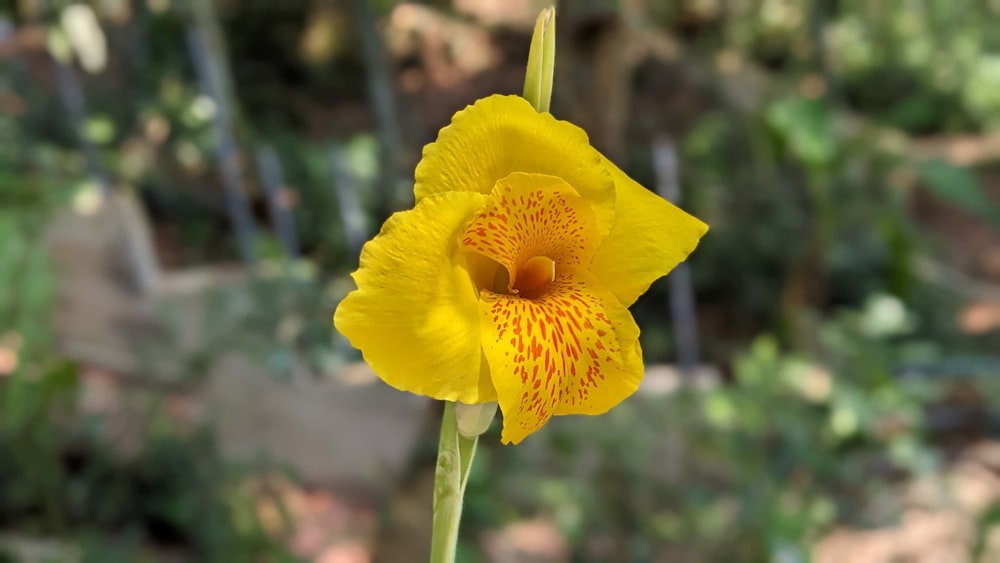 a close up of a yellow flower with a blurry background