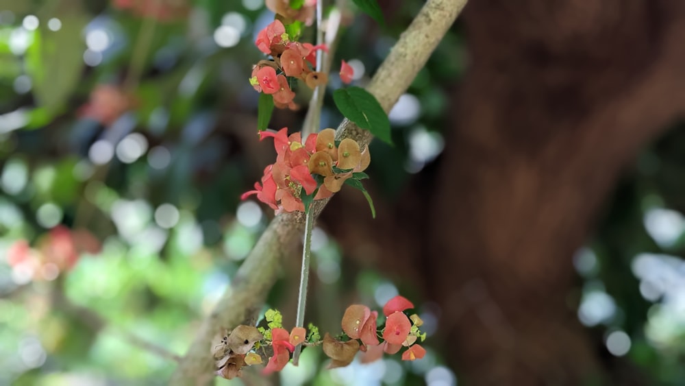 a branch of a tree with red and yellow flowers