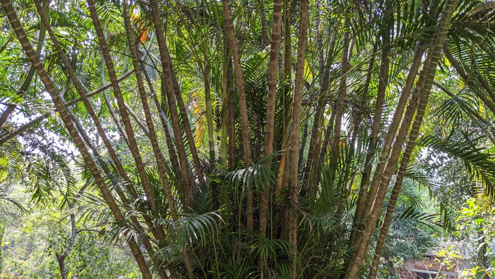 a lush green forest filled with lots of trees