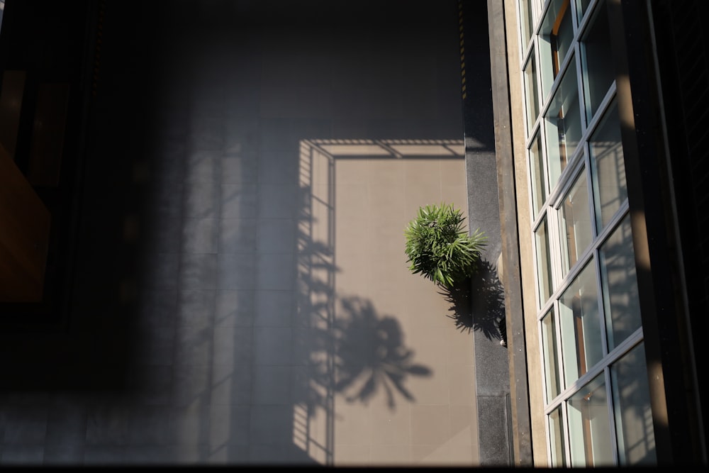 a shadow of a plant on the side of a building