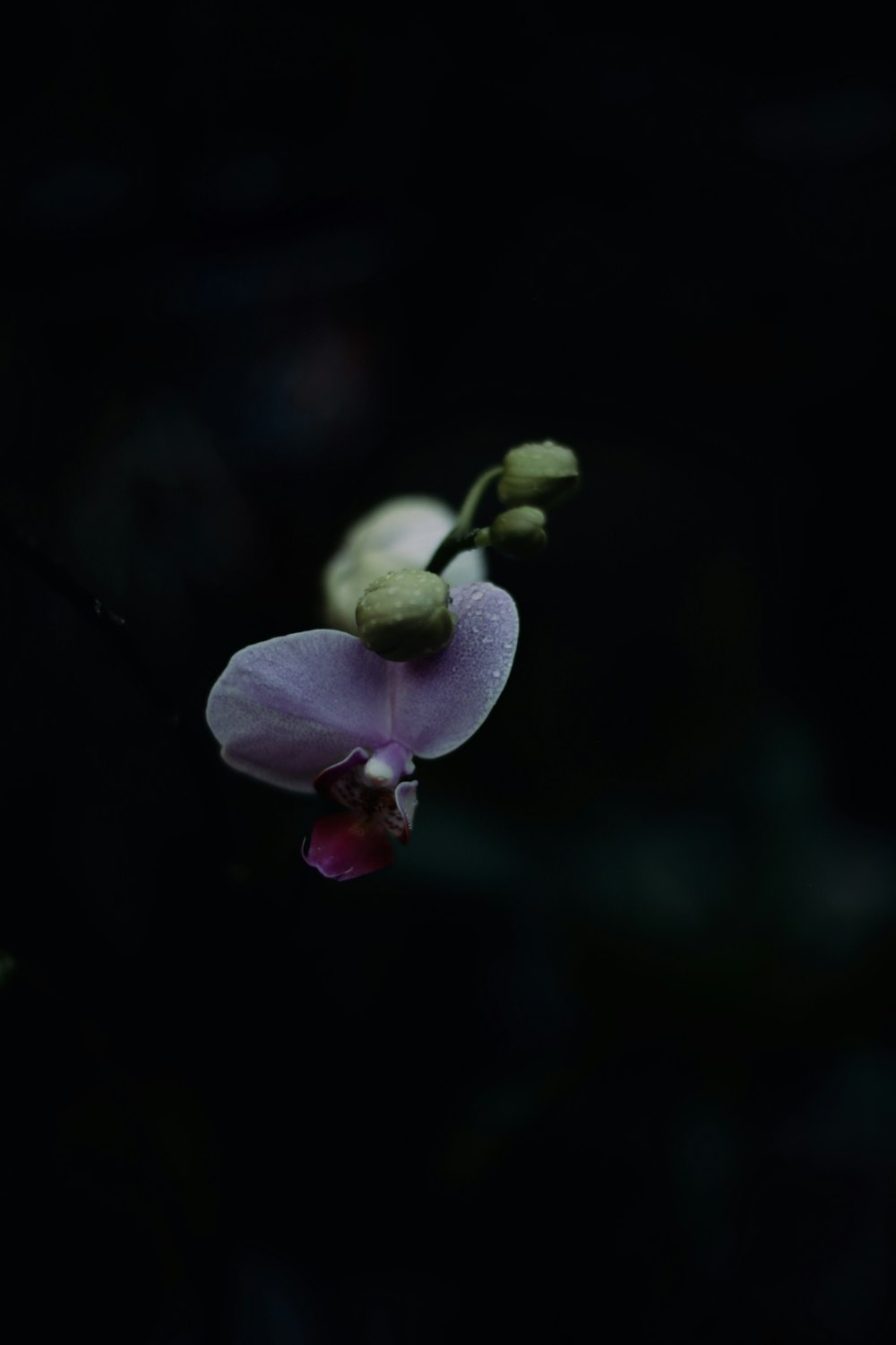 a purple flower on a branch in the dark