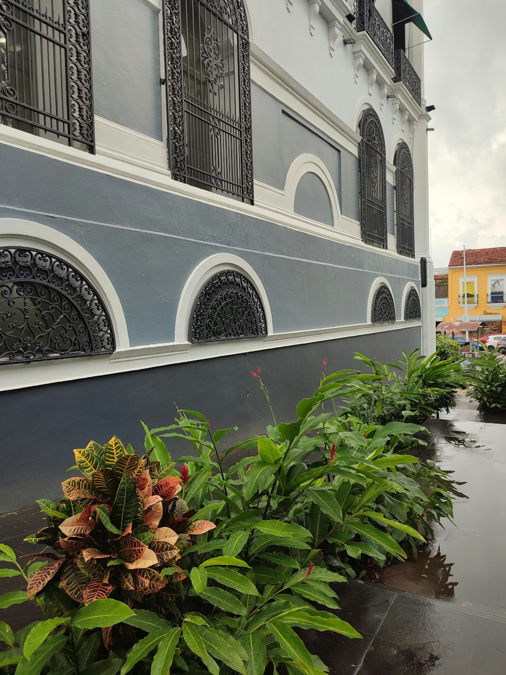 a row of plants sitting next to a building