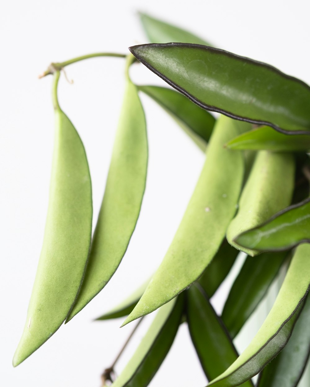 a close up of a plant with long green leaves