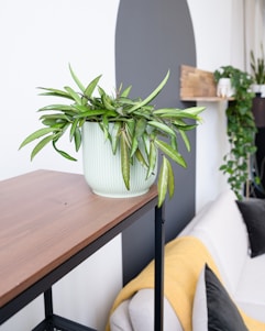 A potted plant with lush green leaves is placed on a wooden surface. The pot is light-colored and ribbed in texture. In the background, there's a minimalistic interior with neutral tones, featuring a wall with a large dark arch design, a sofa with yellow and gray cushions, and additional plants on a wooden shelf and in a larger planter.
