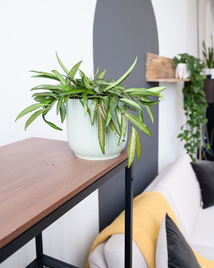 A potted plant with lush green leaves is placed on a wooden surface. The pot is light-colored and ribbed in texture. In the background, there's a minimalistic interior with neutral tones, featuring a wall with a large dark arch design, a sofa with yellow and gray cushions, and additional plants on a wooden shelf and in a larger planter.