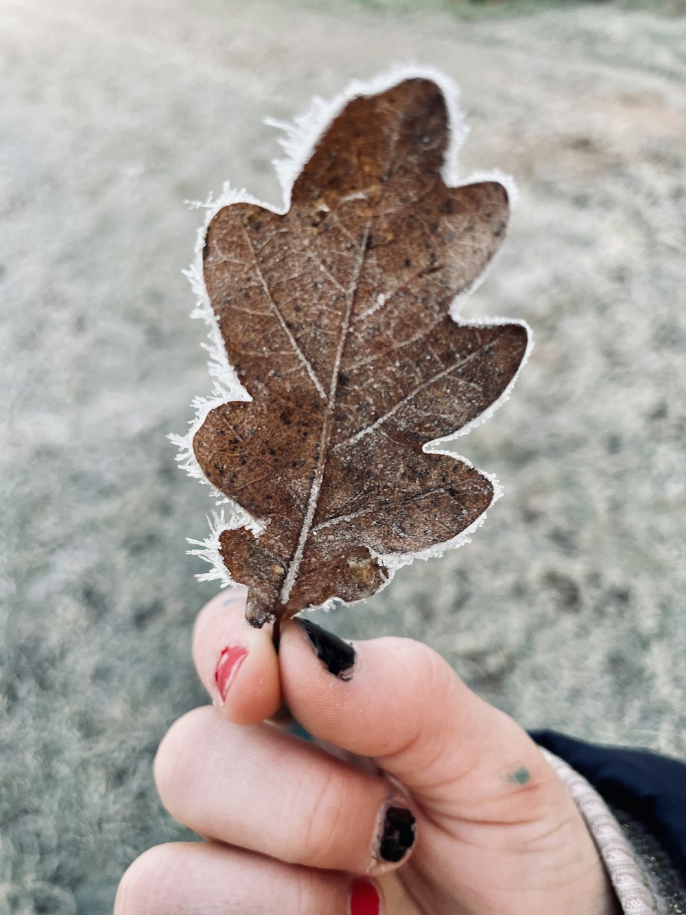 a person holding a leaf in their hand