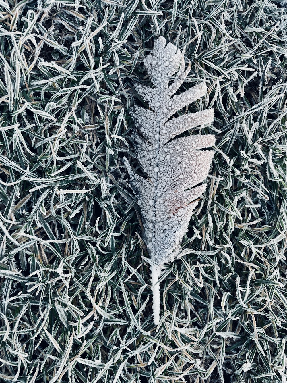 a single leaf laying on top of a grass covered field