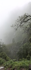 a foggy forest filled with lots of trees and bushes