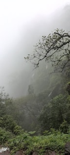 a foggy forest filled with lots of trees and bushes