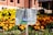 A painted signboard is placed in a garden with vibrant yellow and orange marigold flowers. The sign features an illustration of a black boot stepping on green grass, with text in an ornate script above it. The background includes a building with brick walls and decorative elements.