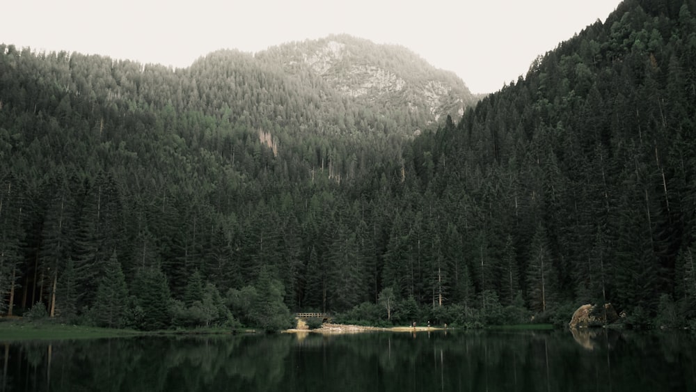 Ein Gewässer umgeben von einem Wald