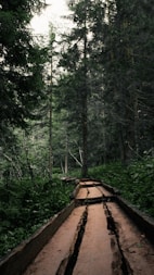a wooden walkway in the middle of a forest