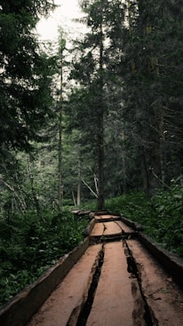 a wooden walkway in the middle of a forest