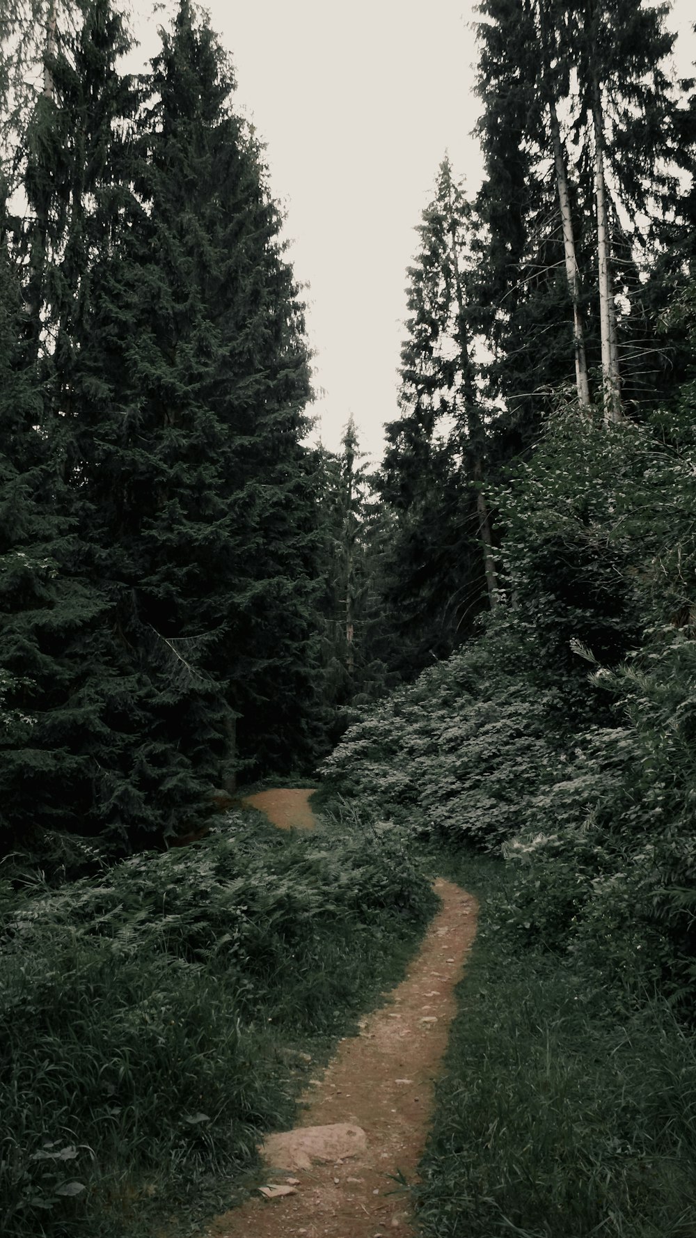 a dirt path in the middle of a forest