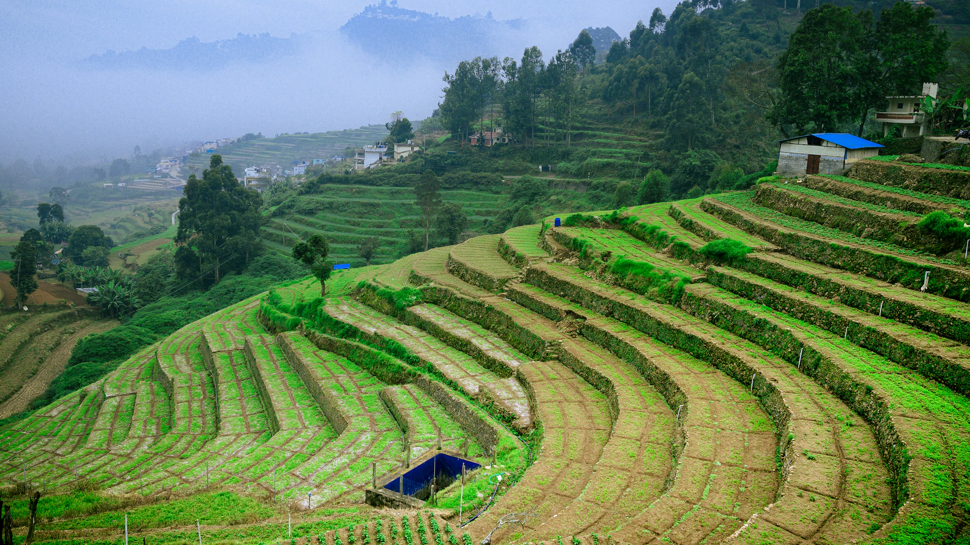 Terraced agriculture in the Himalayan foothills