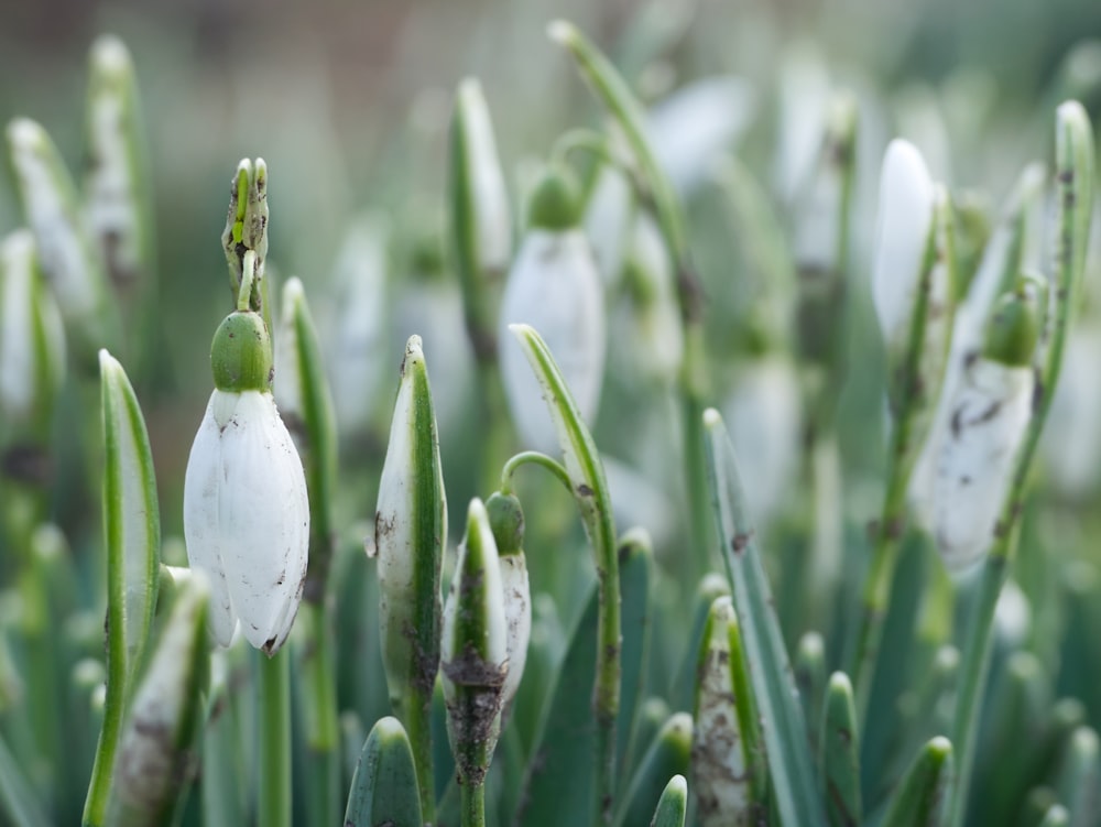 a close up of a bunch of white flowers