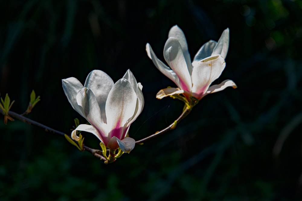 a couple of white flowers sitting on top of a tree