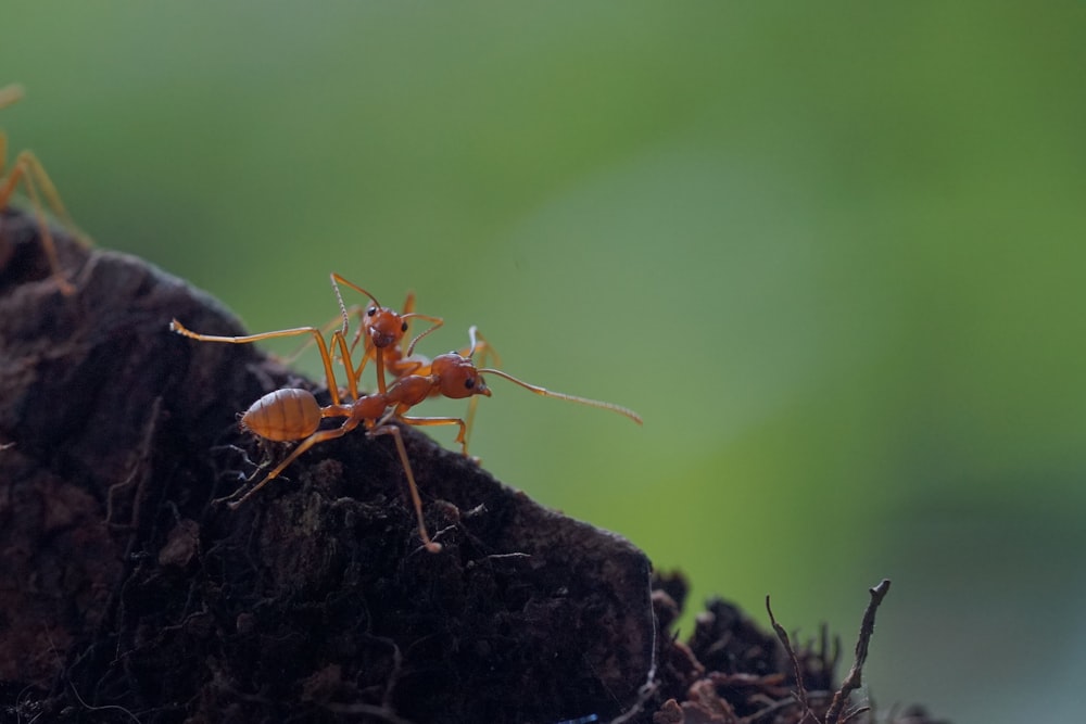 a couple of ants standing on top of a tree stump