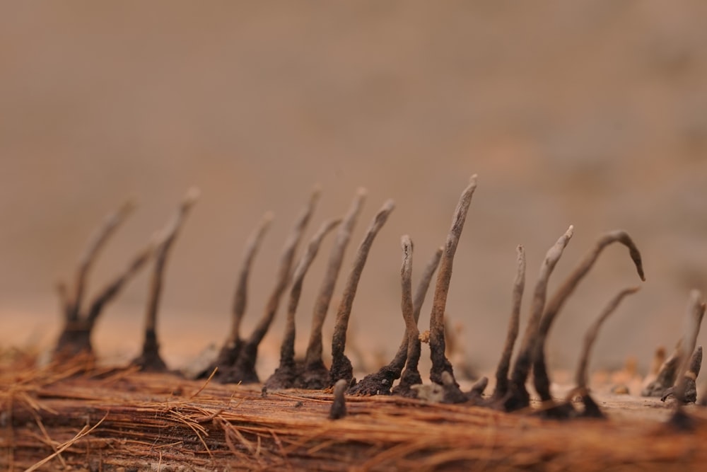 a group of antelope's standing in a row
