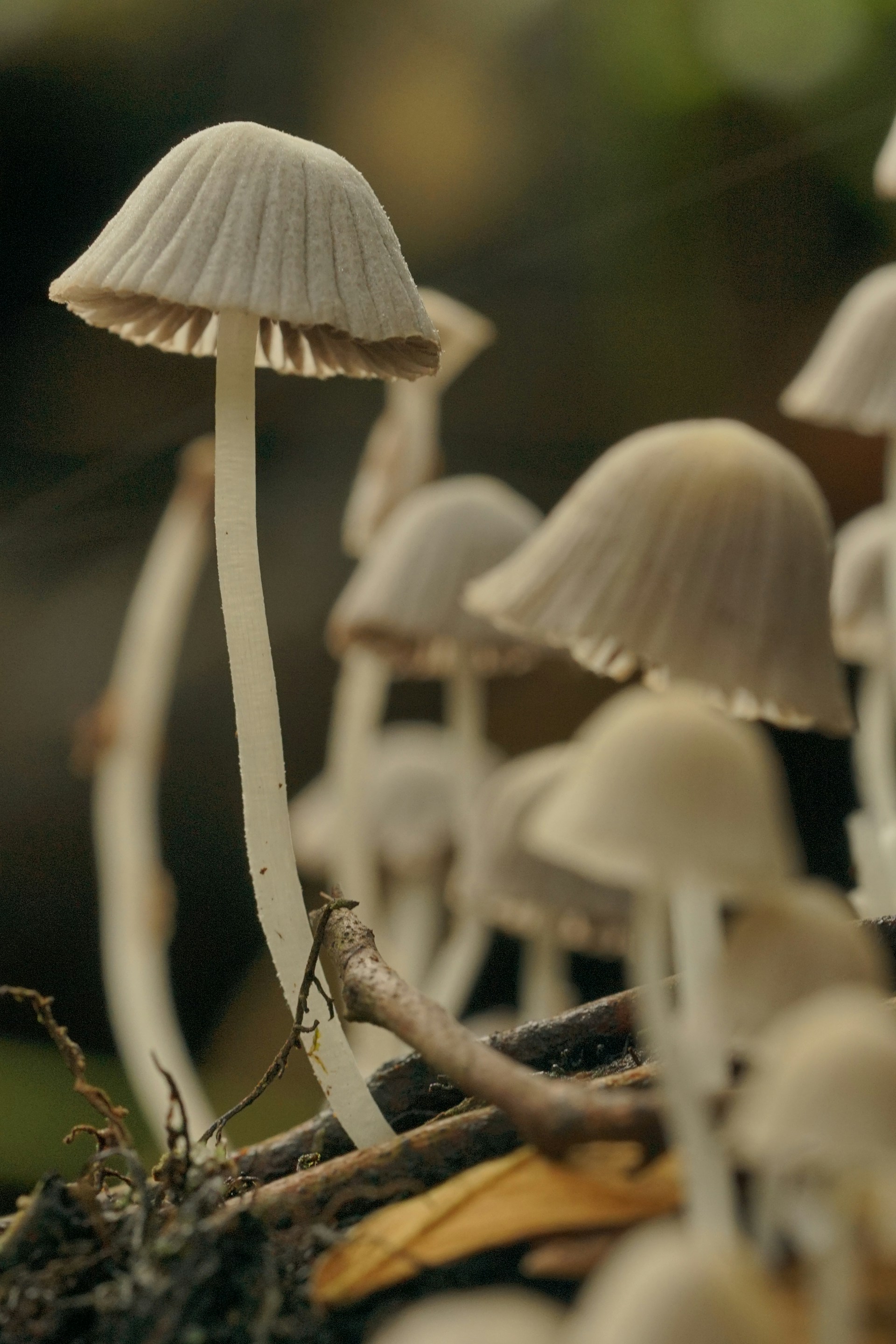 a group of small white mushrooms sitting on top of a forest floor