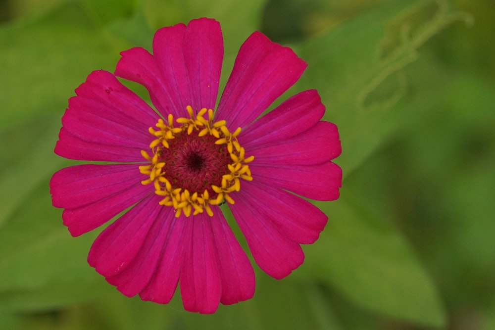 a pink flower with a yellow center surrounded by green leaves