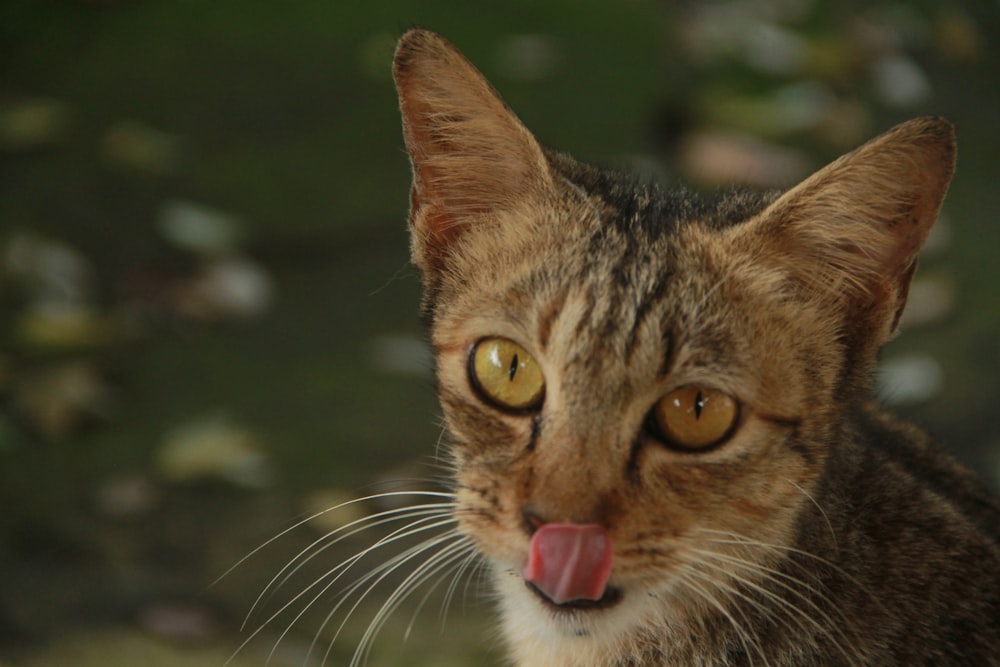 a close up of a cat with its tongue out