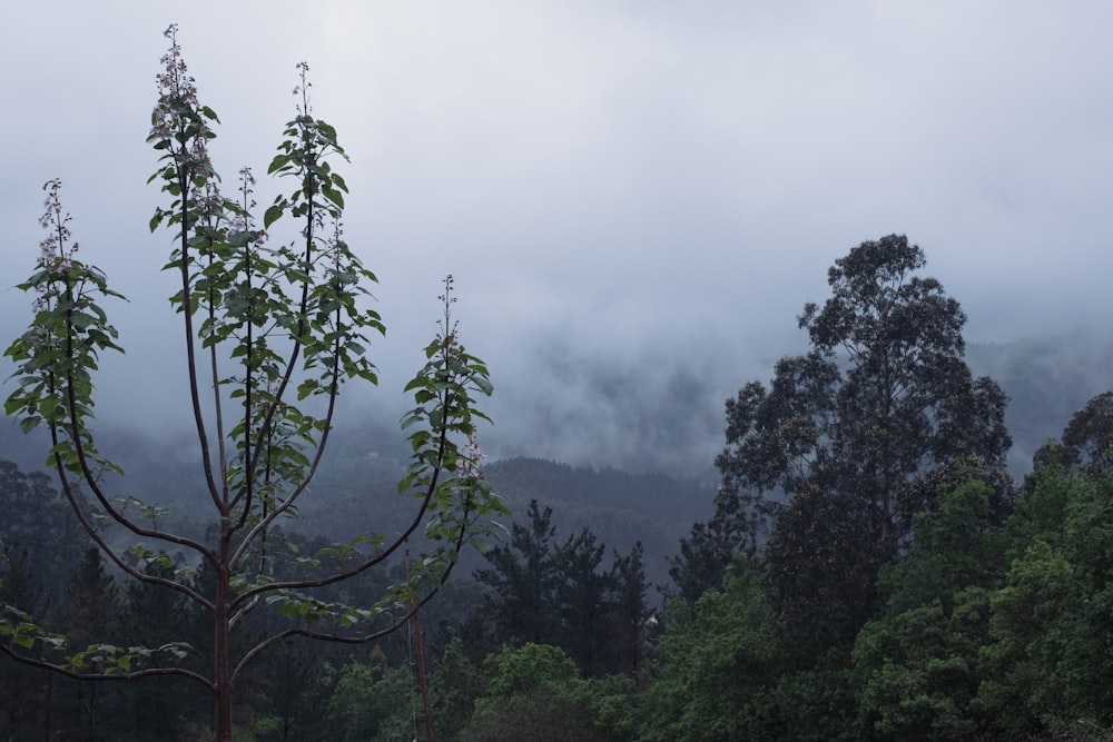a foggy forest with trees and mountains in the background