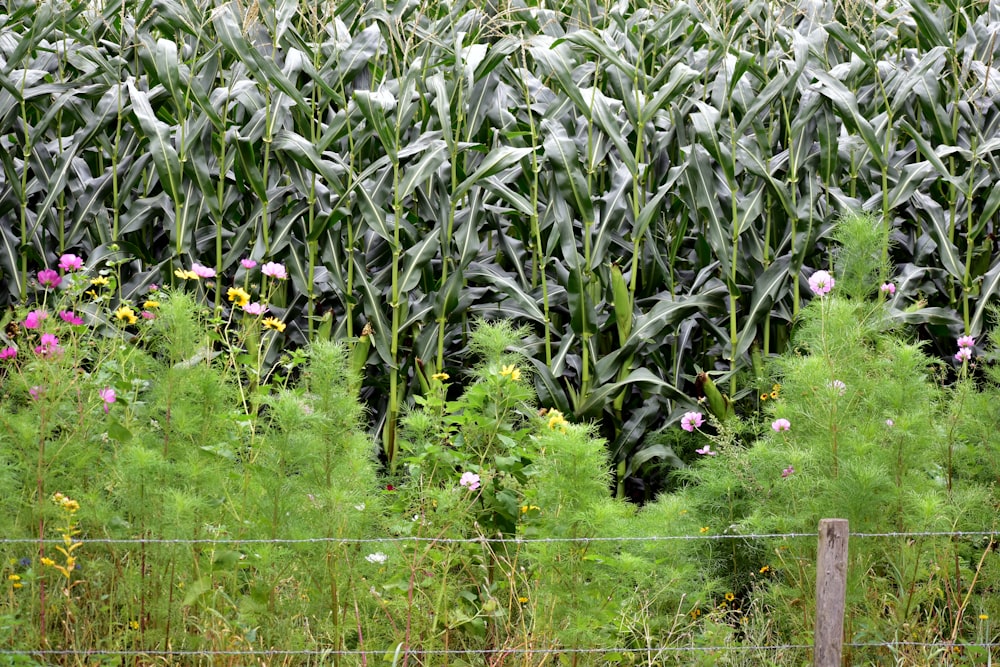 a large field of green plants next to a fence