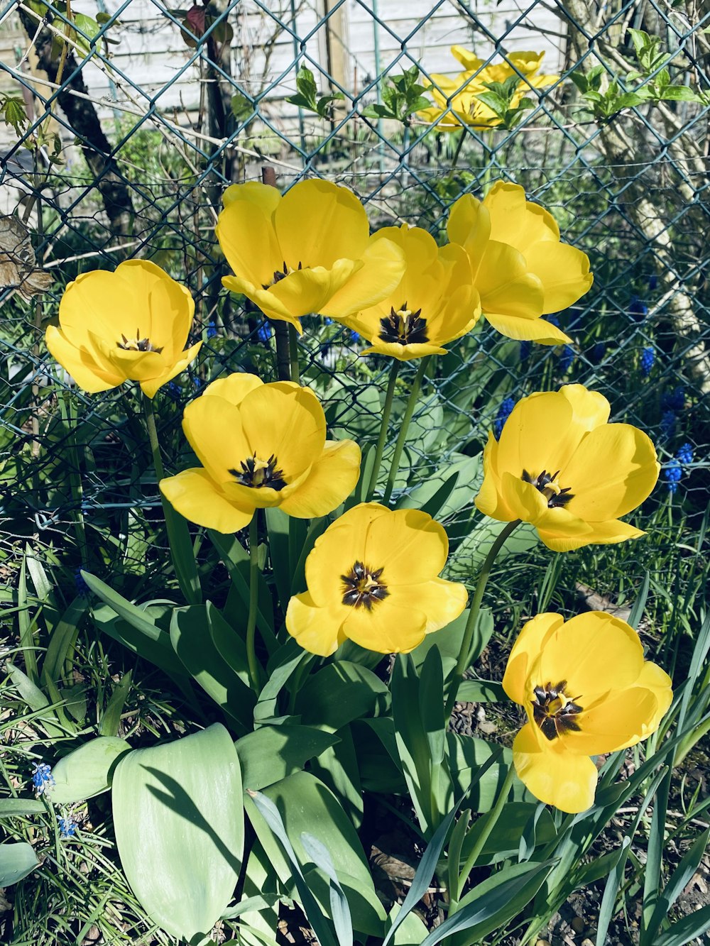 a bunch of yellow flowers growing in the grass