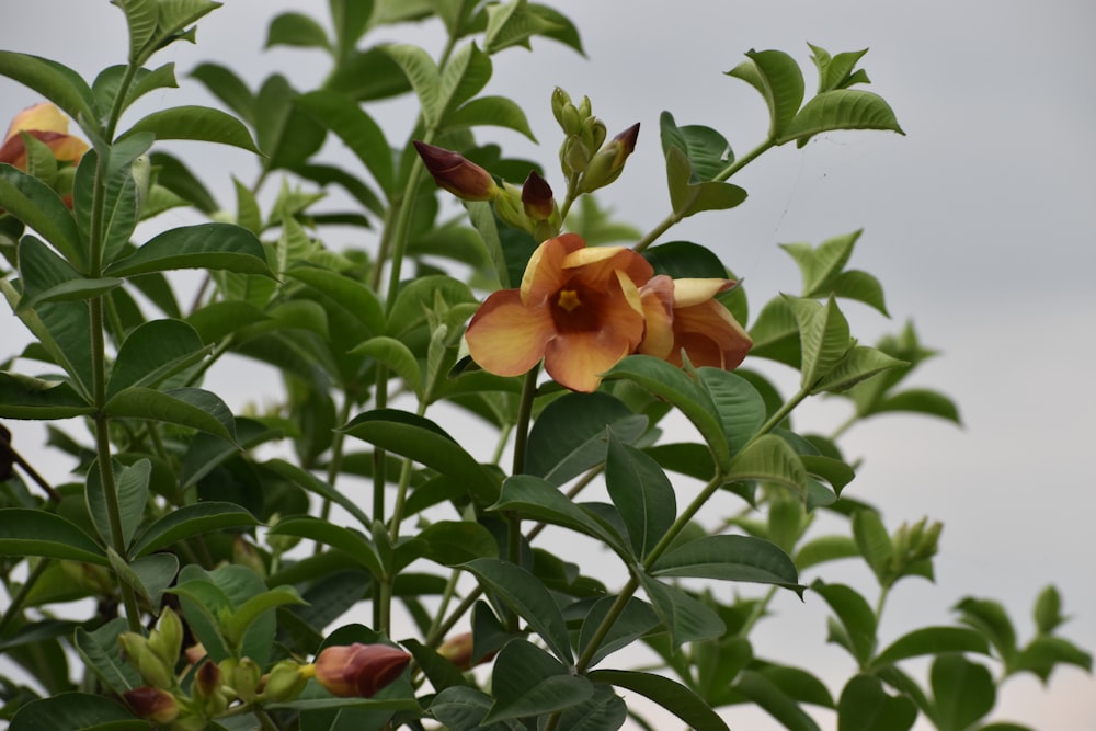 a close up of a flower on a tree