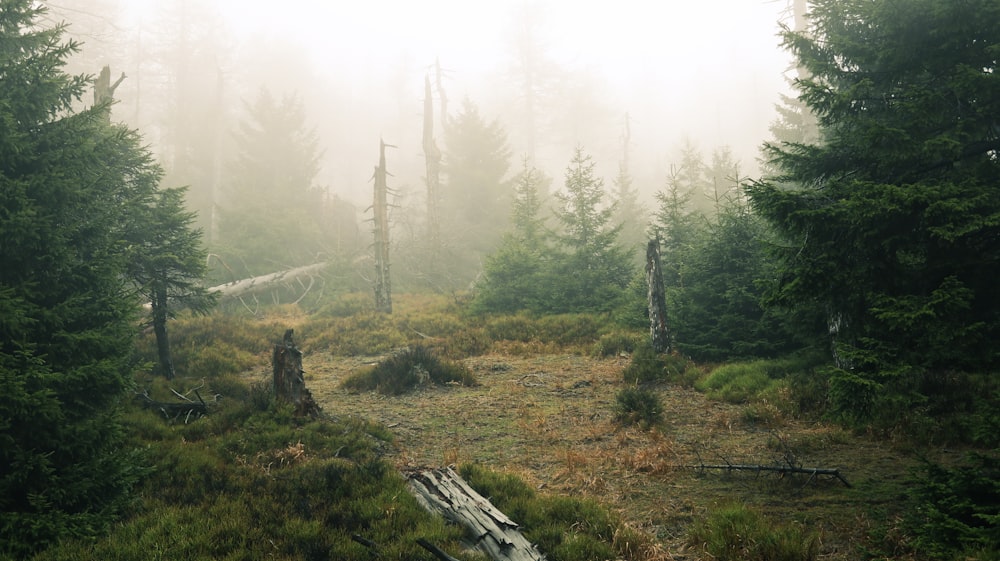 a foggy forest filled with lots of trees