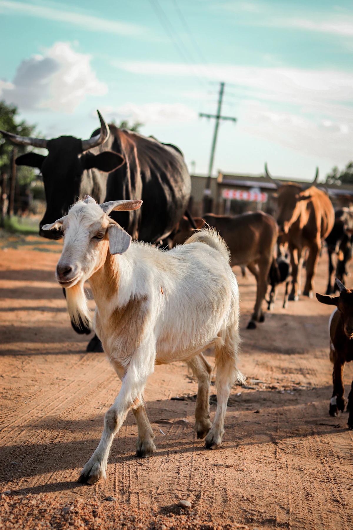 Herd of cattle walking down a dirt road in the countryside