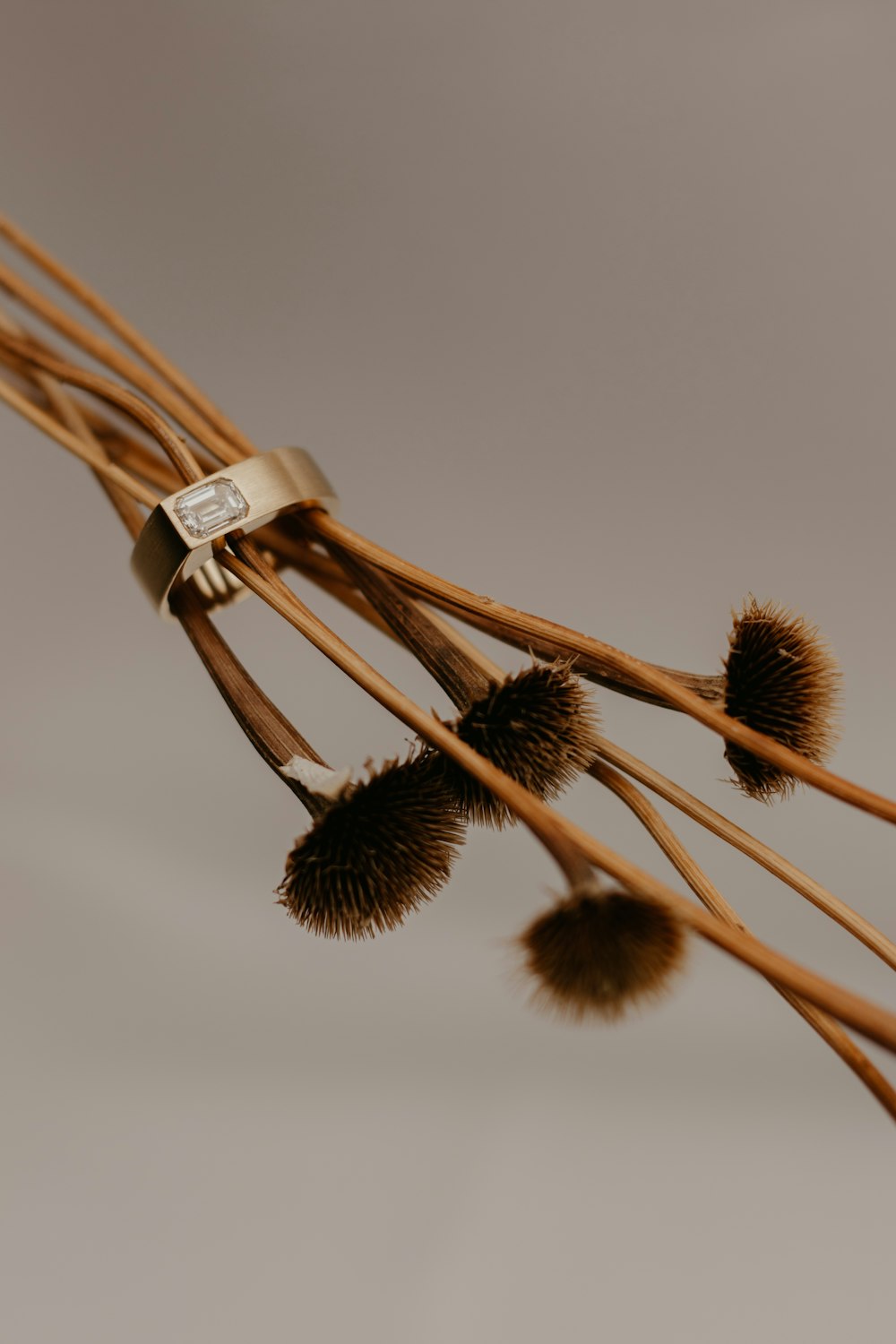 a close up of a bunch of dried flowers