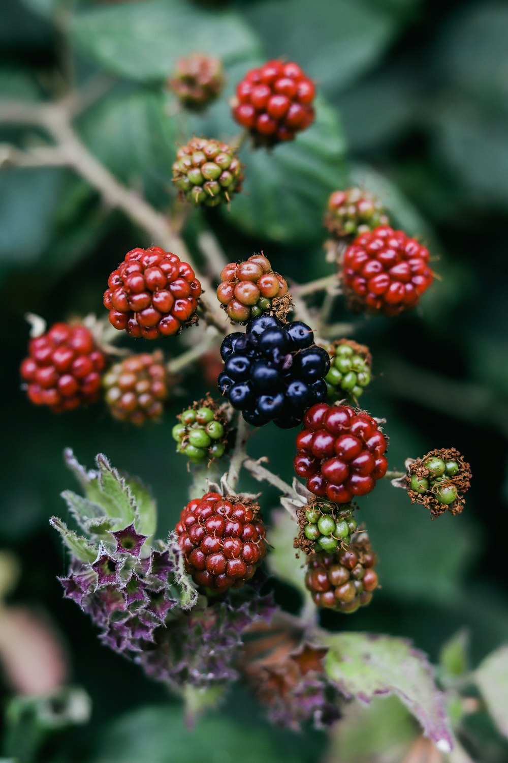 a bunch of berries that are on a plant