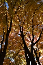 a group of trees that are next to each other