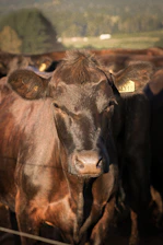 a herd of cattle standing next to each other