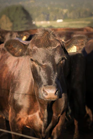 a herd of cattle standing next to each other