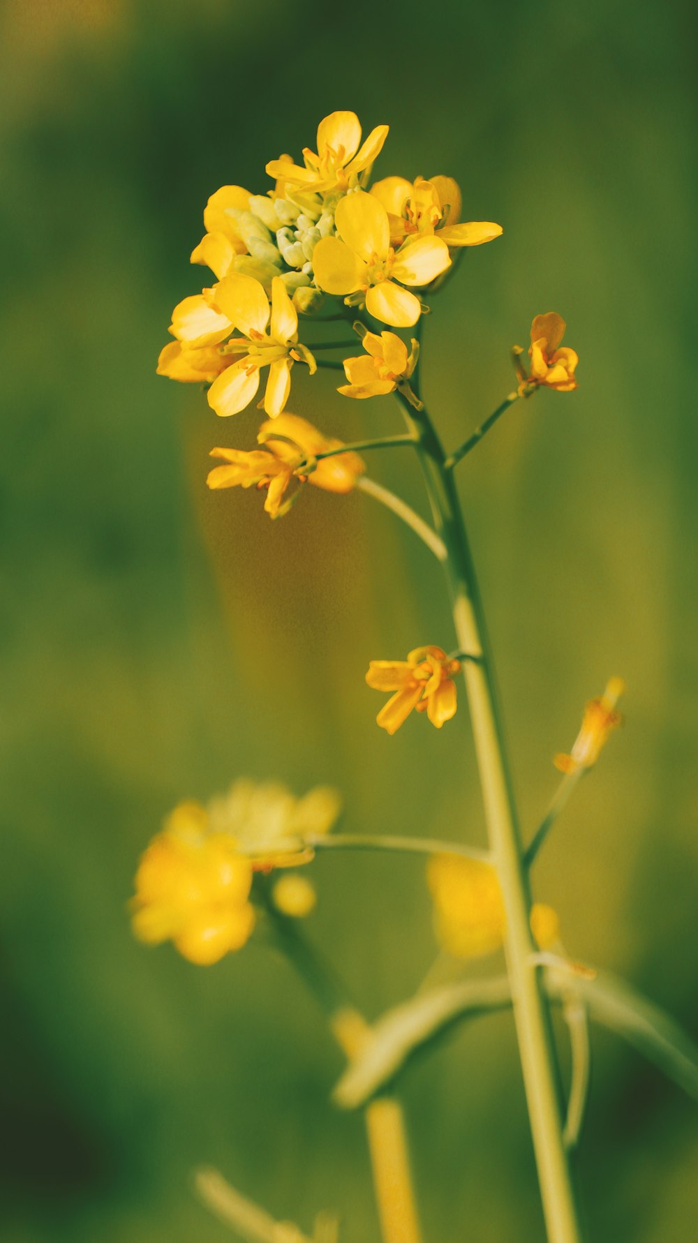 a close up of a yellow flower with a blurry background