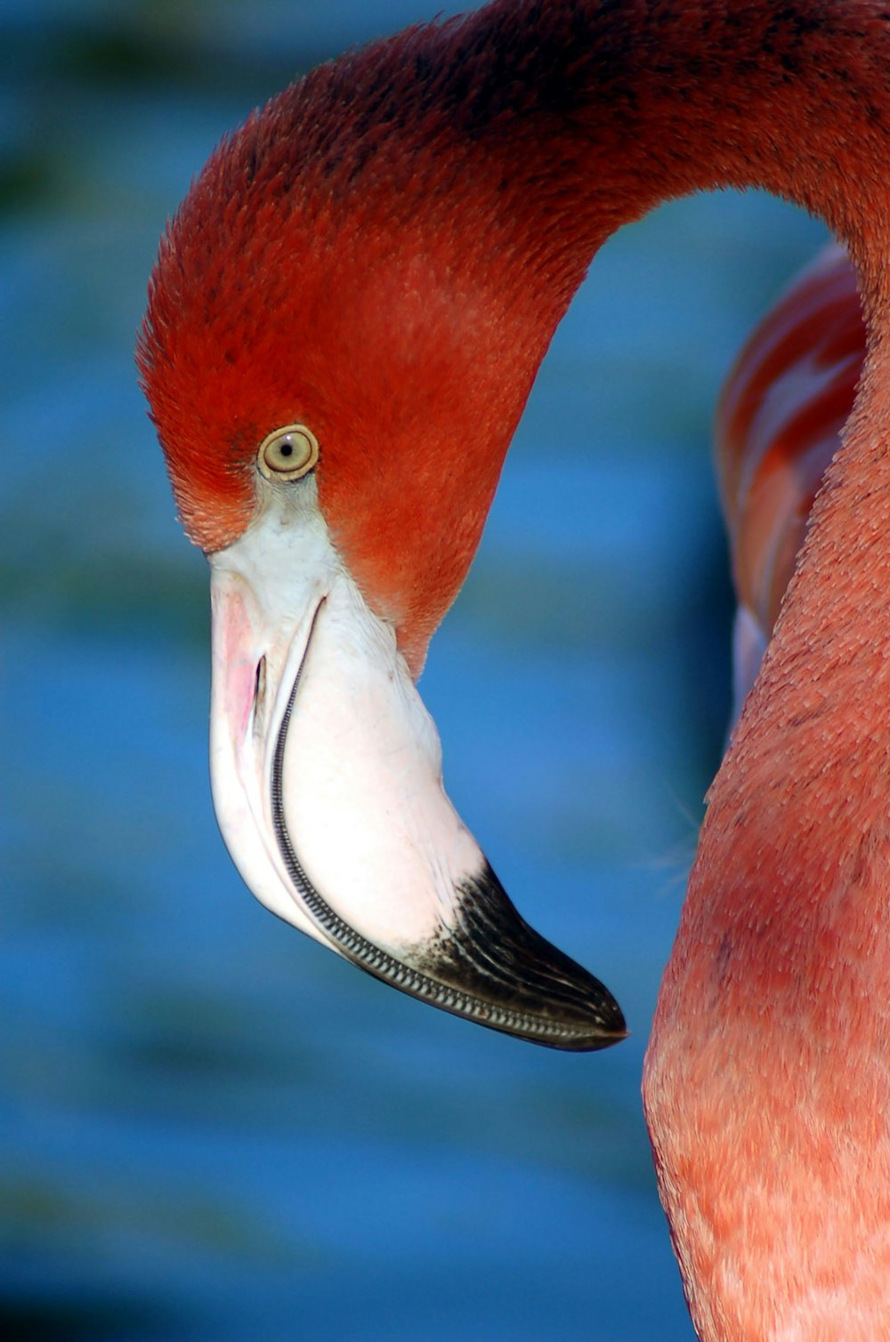 a close up of a flamingo's head and neck