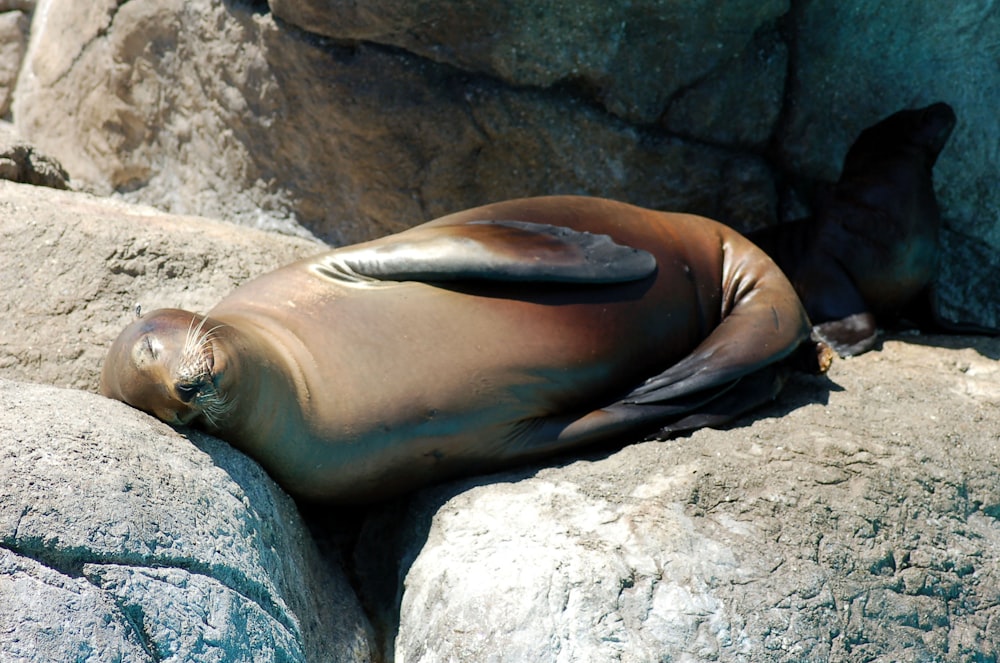a sea lion laying on top of a rock