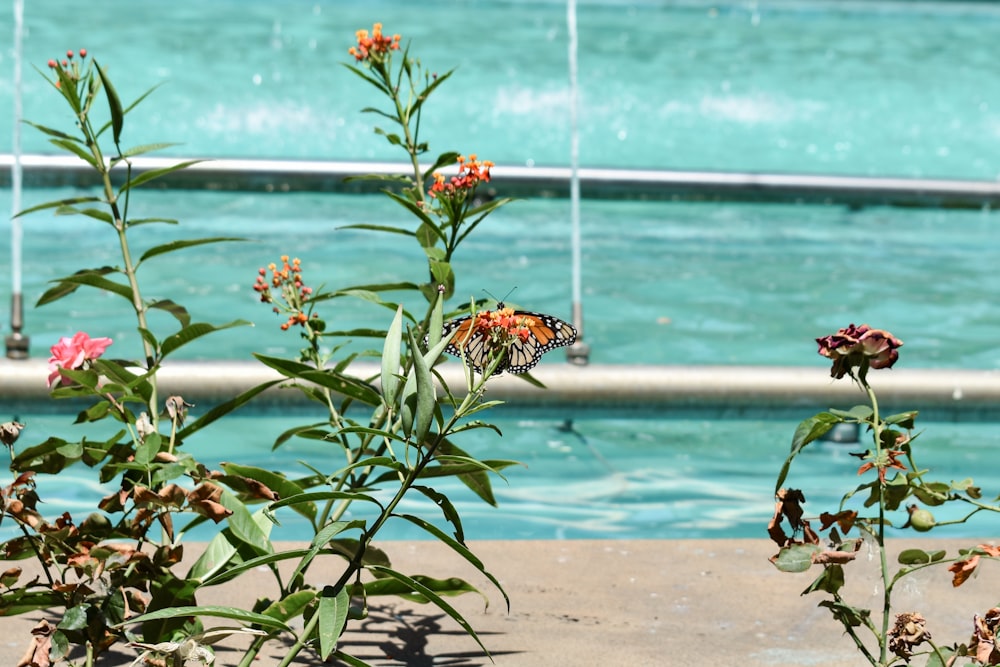 a bunch of flowers that are by some water