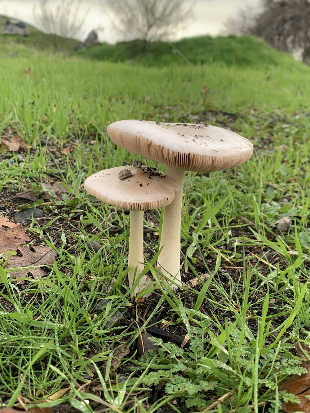 a couple of mushrooms that are in the grass