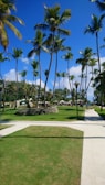 a park with palm trees on a sunny day