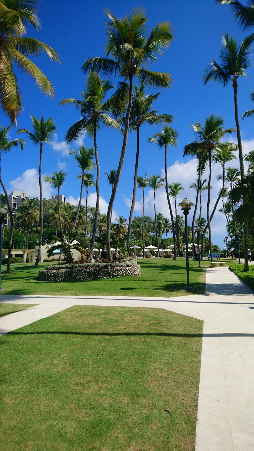 a park with palm trees on a sunny day