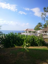 a lush green field next to the ocean