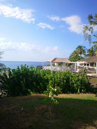 a lush green field next to the ocean