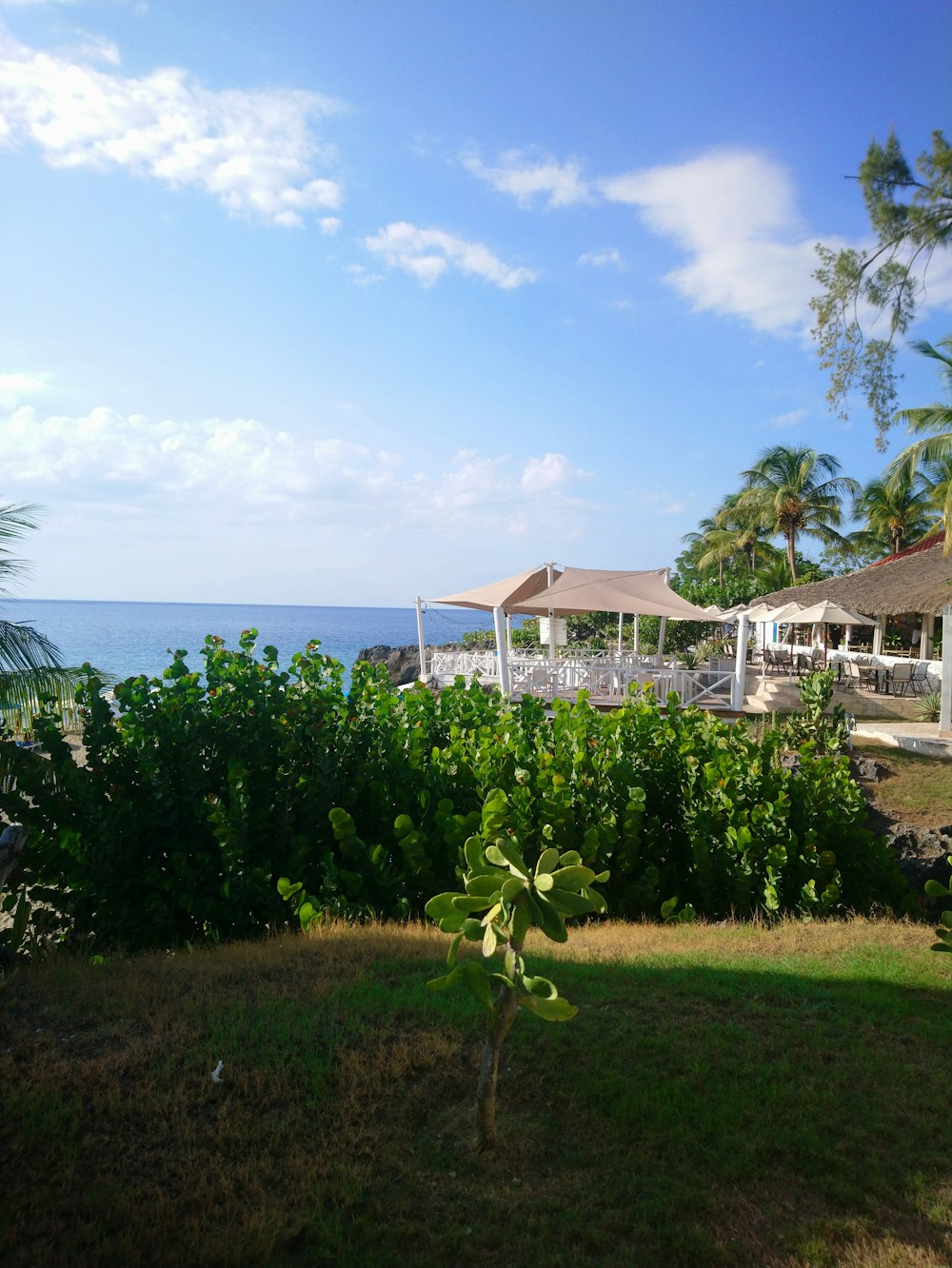 a lush green field next to the ocean