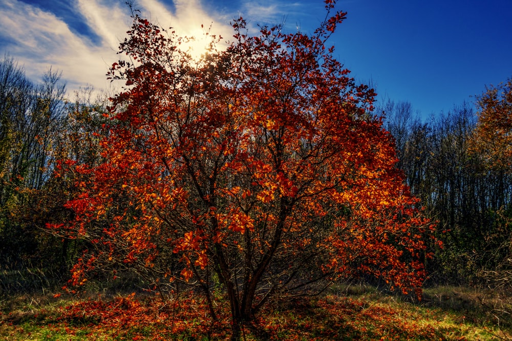 a tree with red leaves in a grassy area