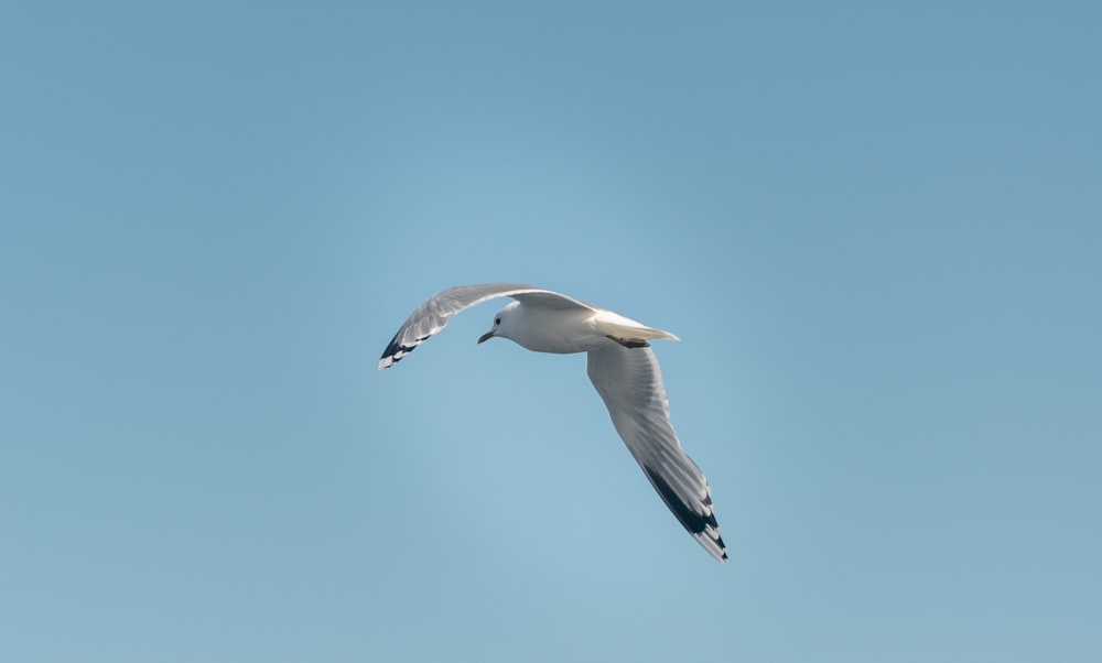 a seagull flying in a clear blue sky